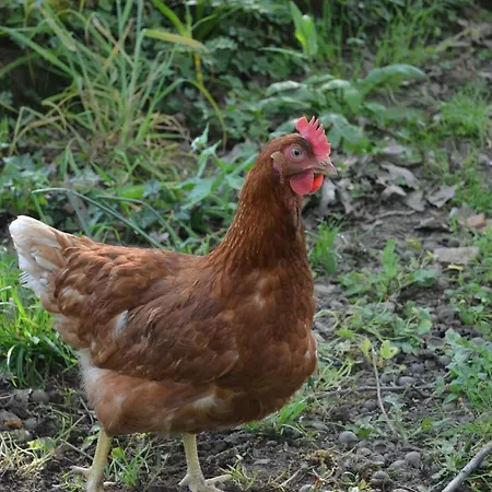 Bed & Breakfast L'escale Des 2 Eaux 3*