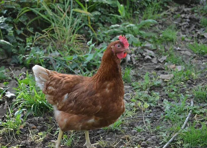 Bed & Breakfast L'escale Des 2 Eaux 3*